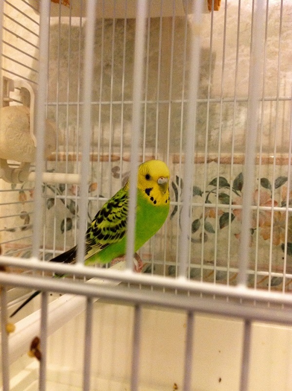 Vi presento kikka